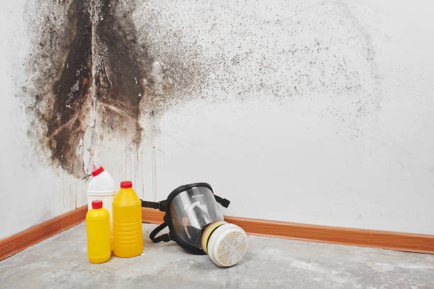 Best Mold Removal Company Near Me  in Bel Air, MD