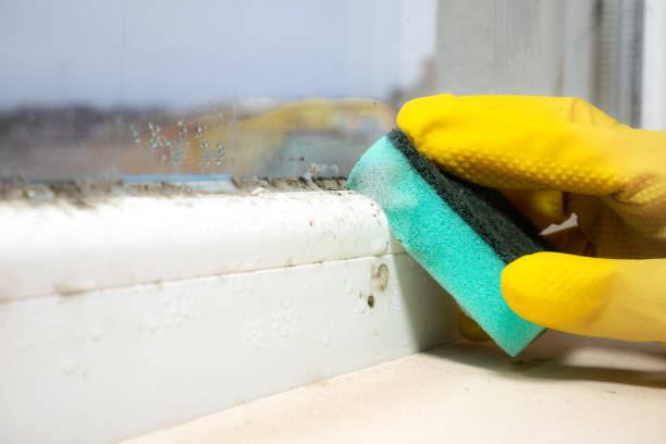Best Home Mold Removal  in Bel Air, MD