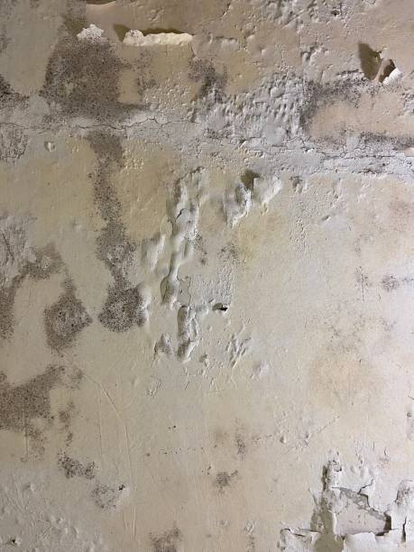Professional Mold Removal in Bel Air, MD